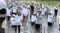 gubernur andra soni tanam mangrove