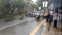 POHON
