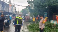 pohon tumbang di ciputat