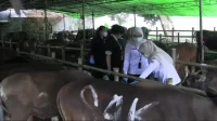 hewan kurban di tangsel