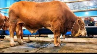 sapi kurban depok