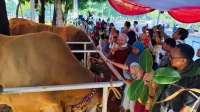 sapi kurban prabowo istiqlal