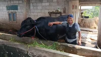 sapi wawan